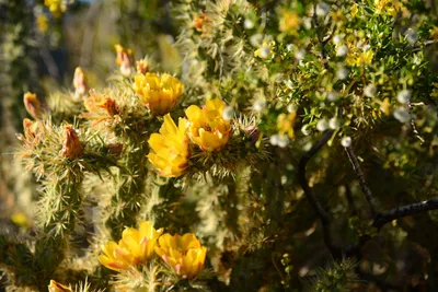 DSC_1839 (Large).JPG